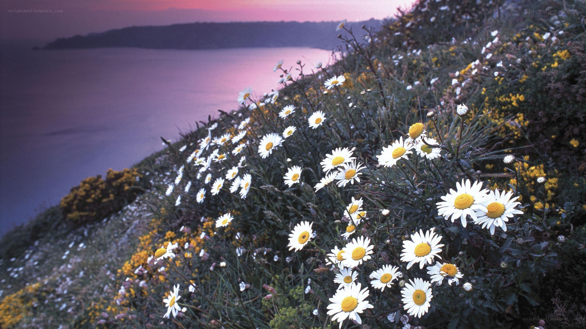 Daisies on a coastal cliff