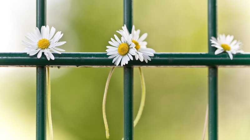 Daisies on a green fence