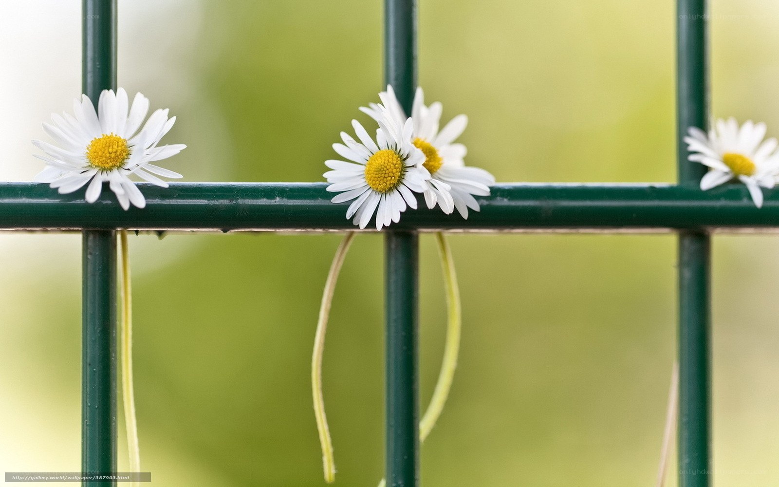 Daisies on a green fence
