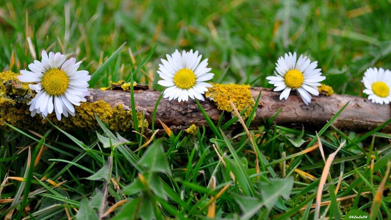 Daisies on a Log — Green