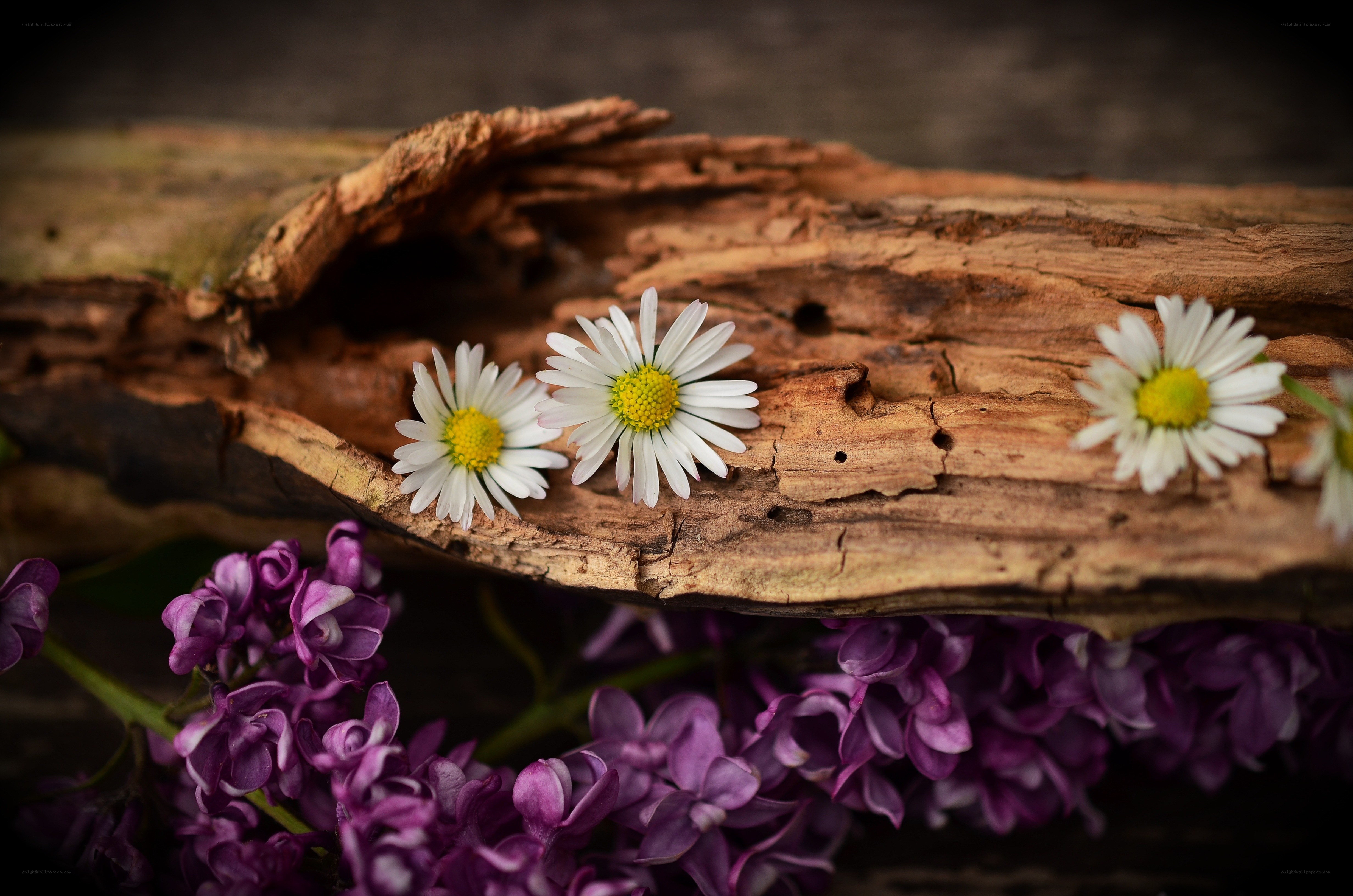 Daisies on a log with lilacs