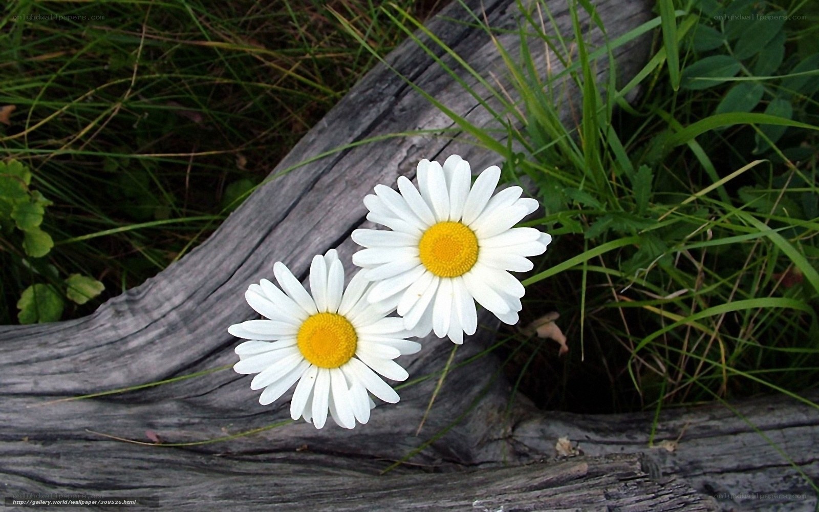 Daisies on a log