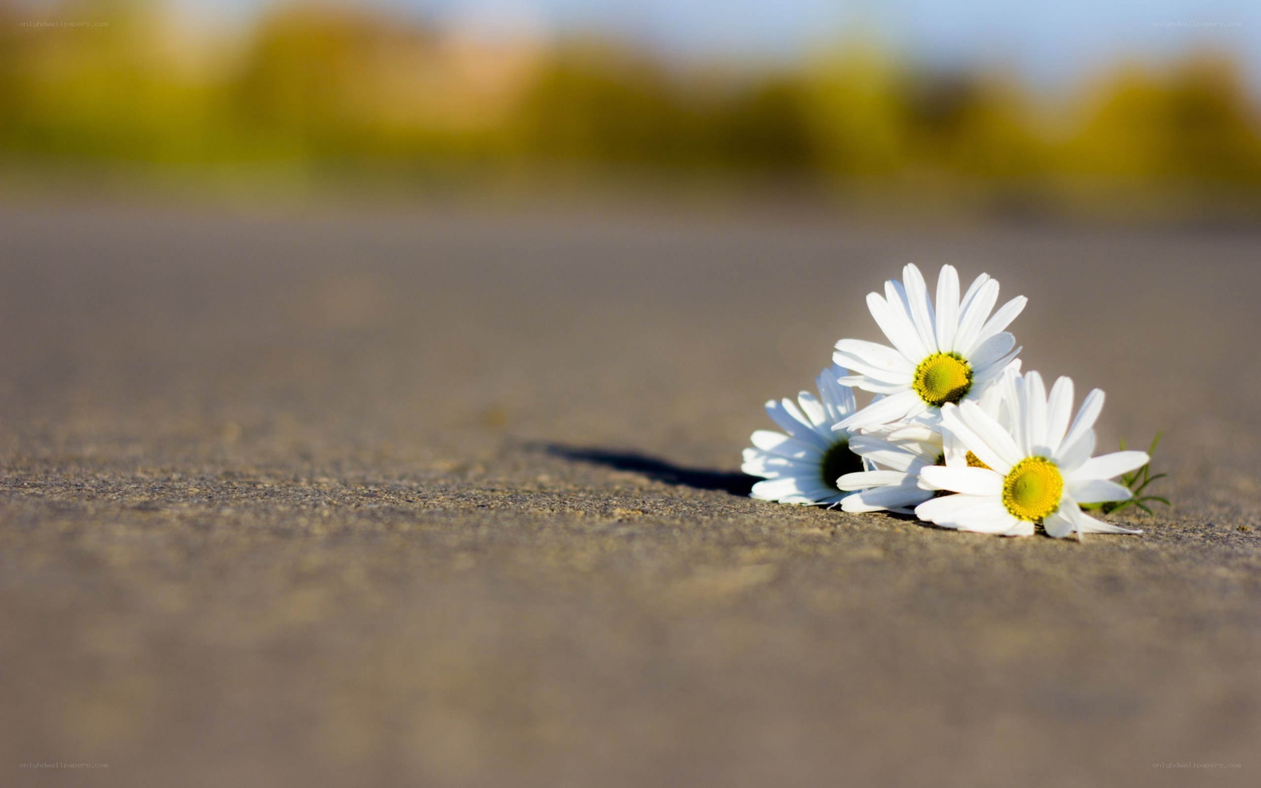 daisies on a path