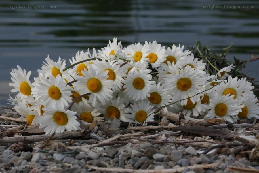 Daisies on a pebble shore