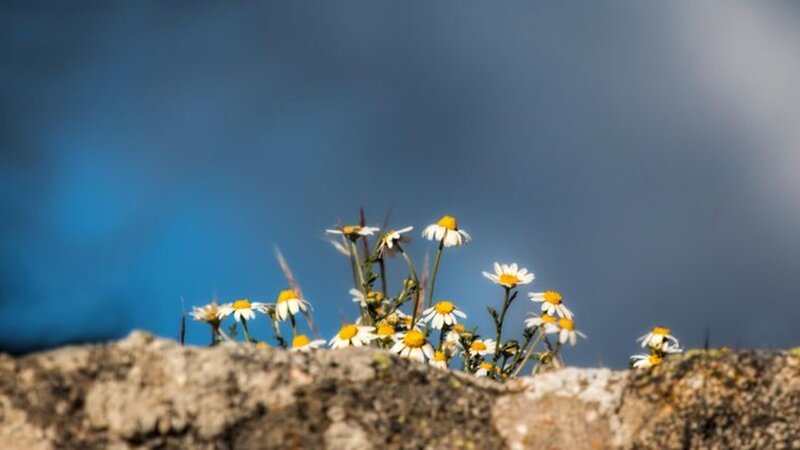 Daisies on a Rock — Blue