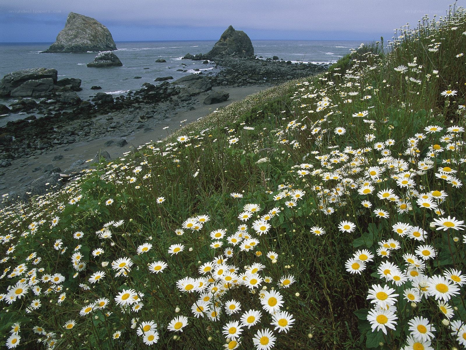 Daisies on a rocky coast