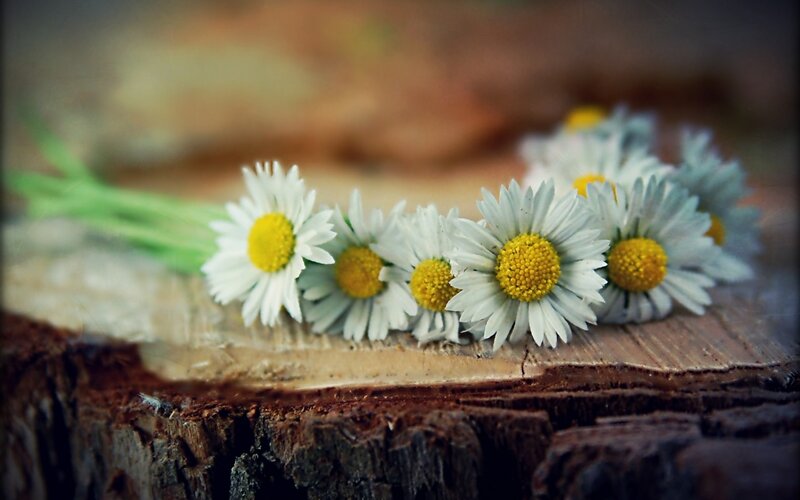 Daisies on a Stump