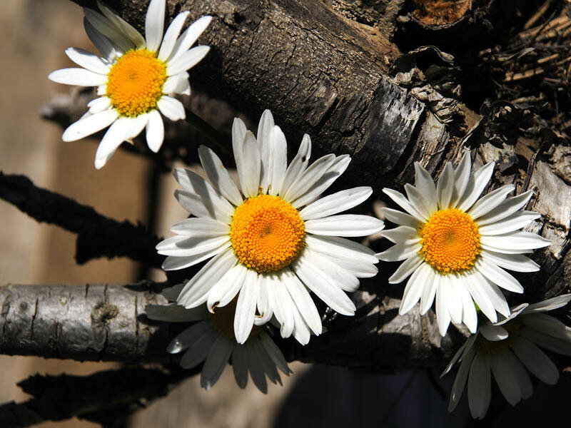Daisies on a tree branch