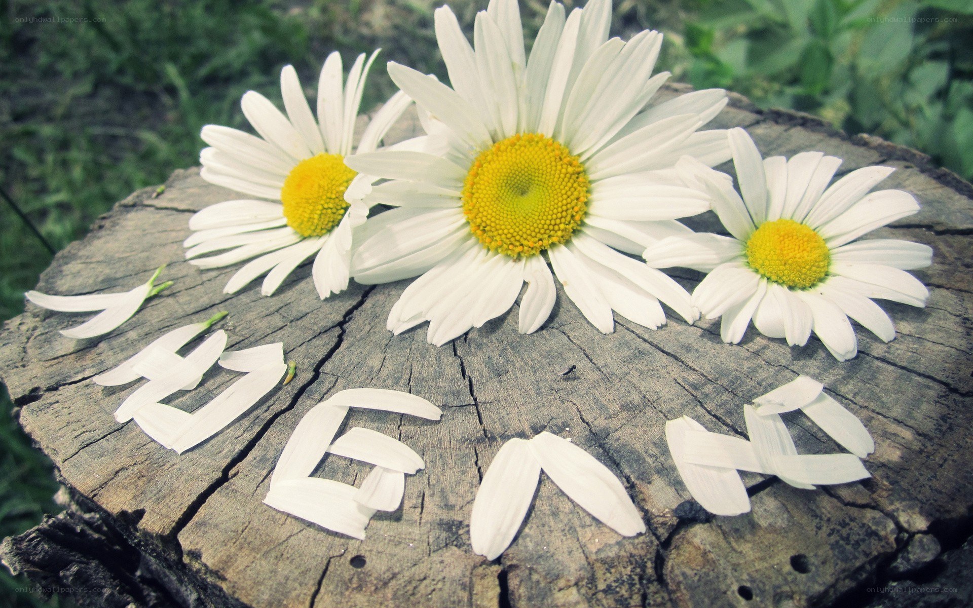 Daisies on a tree stump