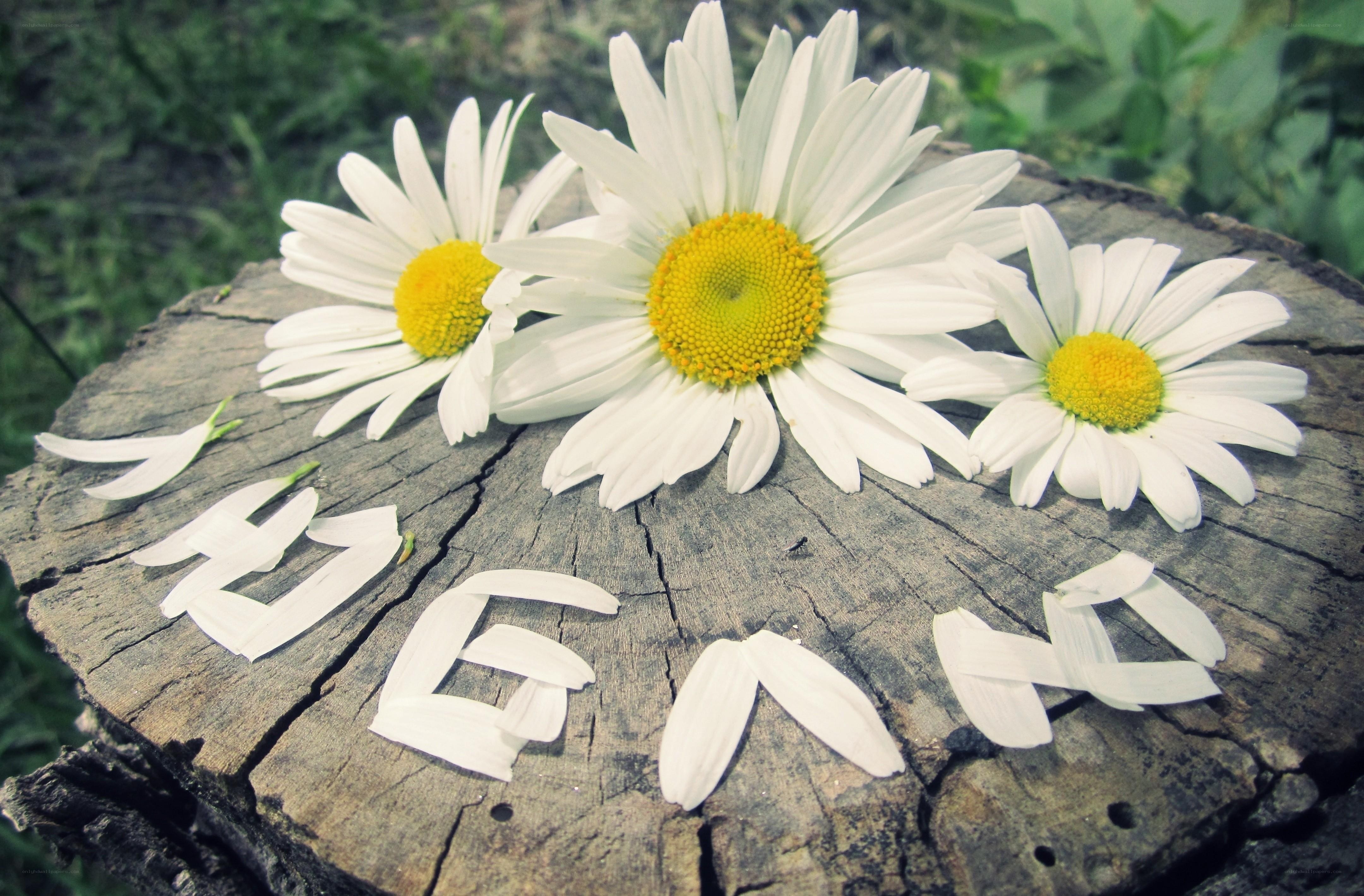 Daisies on a tree stump
