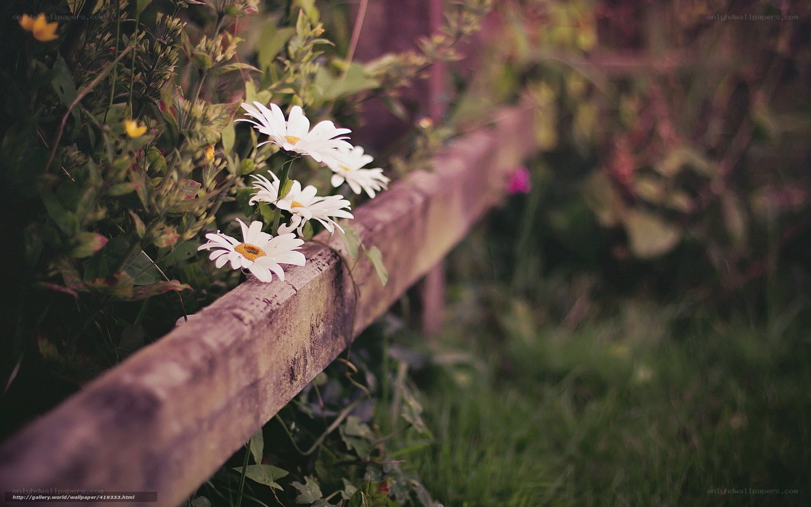 Daisies on a wooden fence
