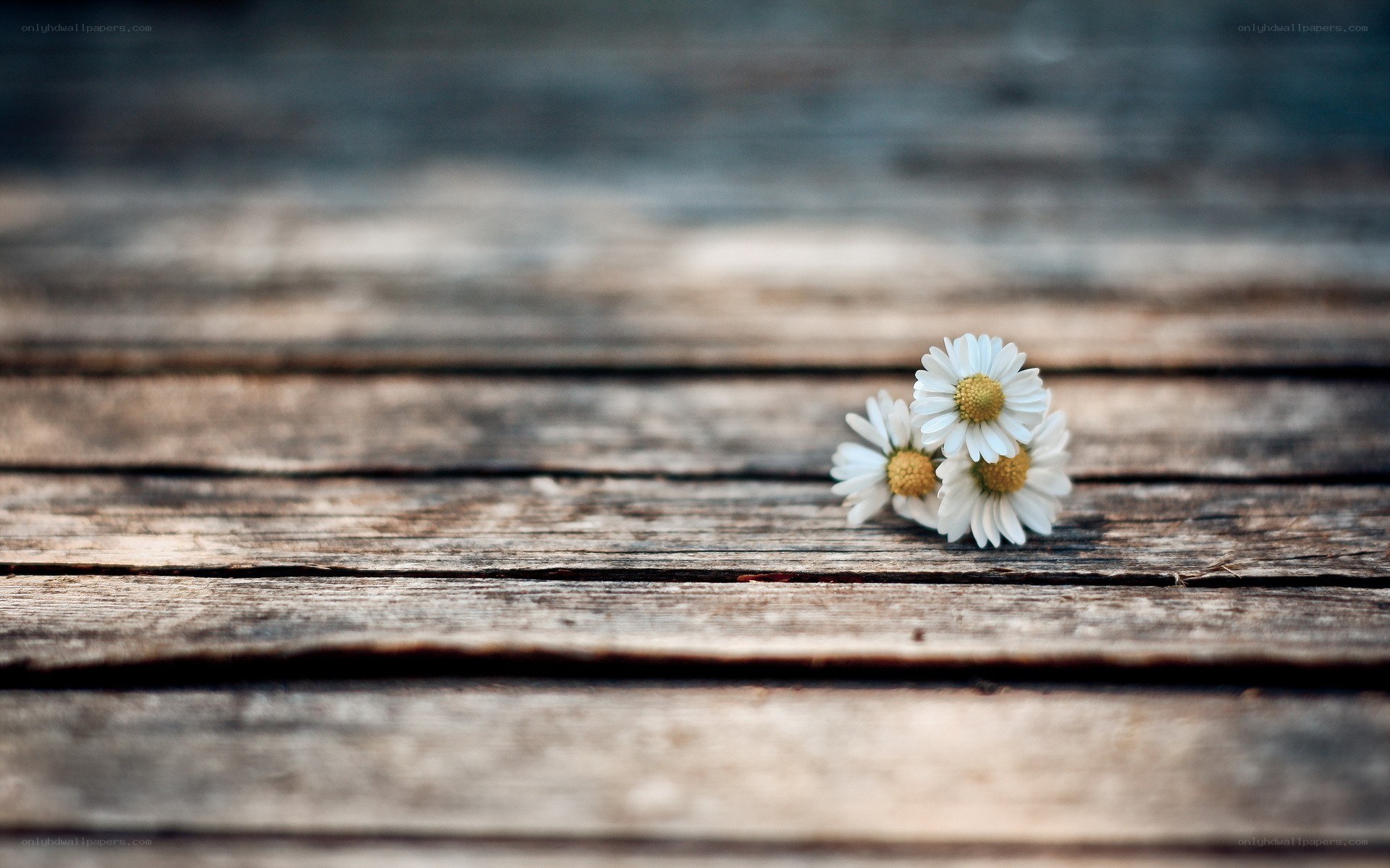 daisies on a wooden surface