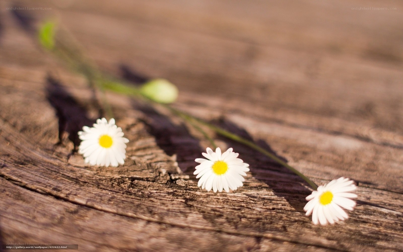 Daisies on a wooden surface