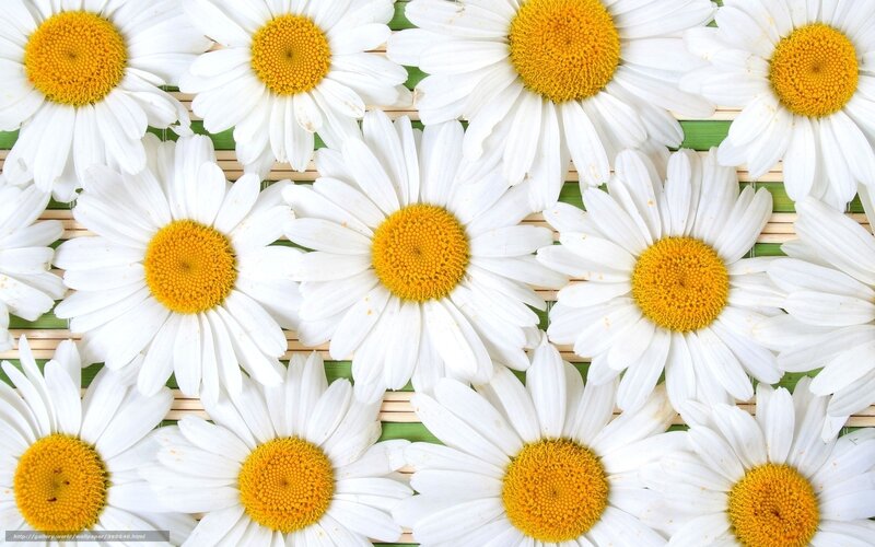 Daisies on Bamboo Mat