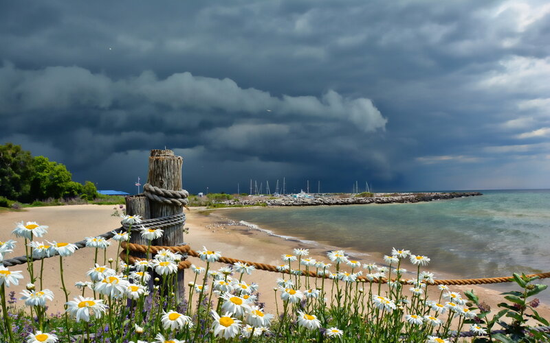 Daisies on Beach