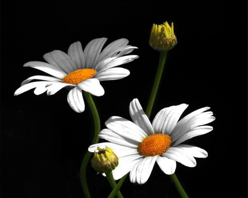 Daisies on Black Background