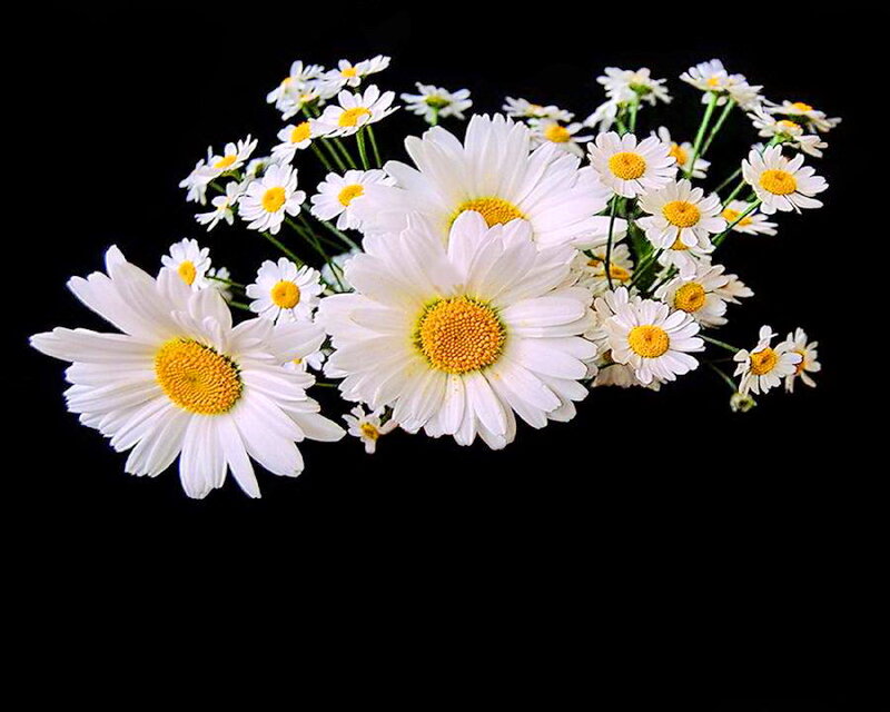 Daisies on Black Background — White, Calm