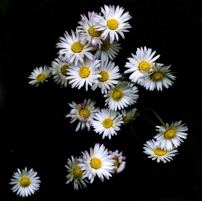 Daisies on Black Background — White, Dramatic