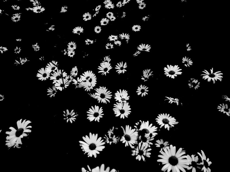 Daisies on Black Background — White, Minimalist