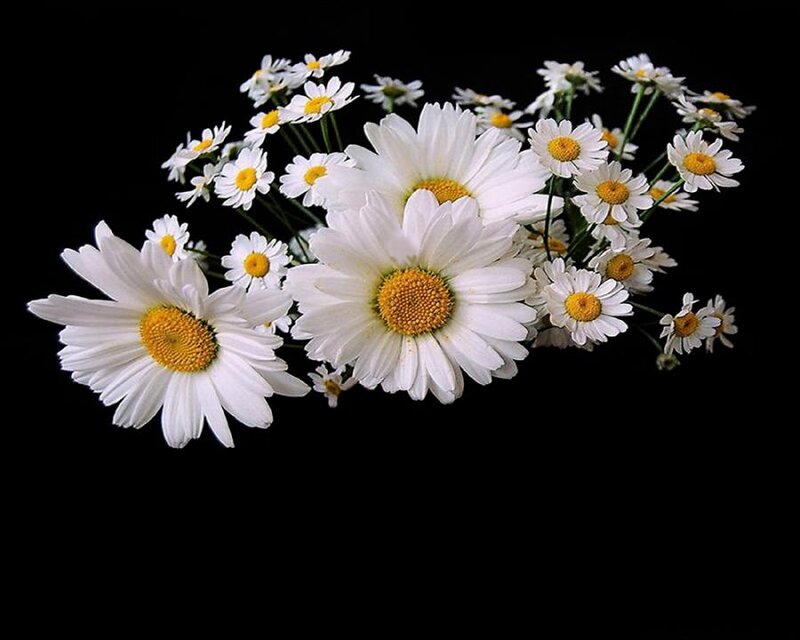 Daisies on Black Background — White