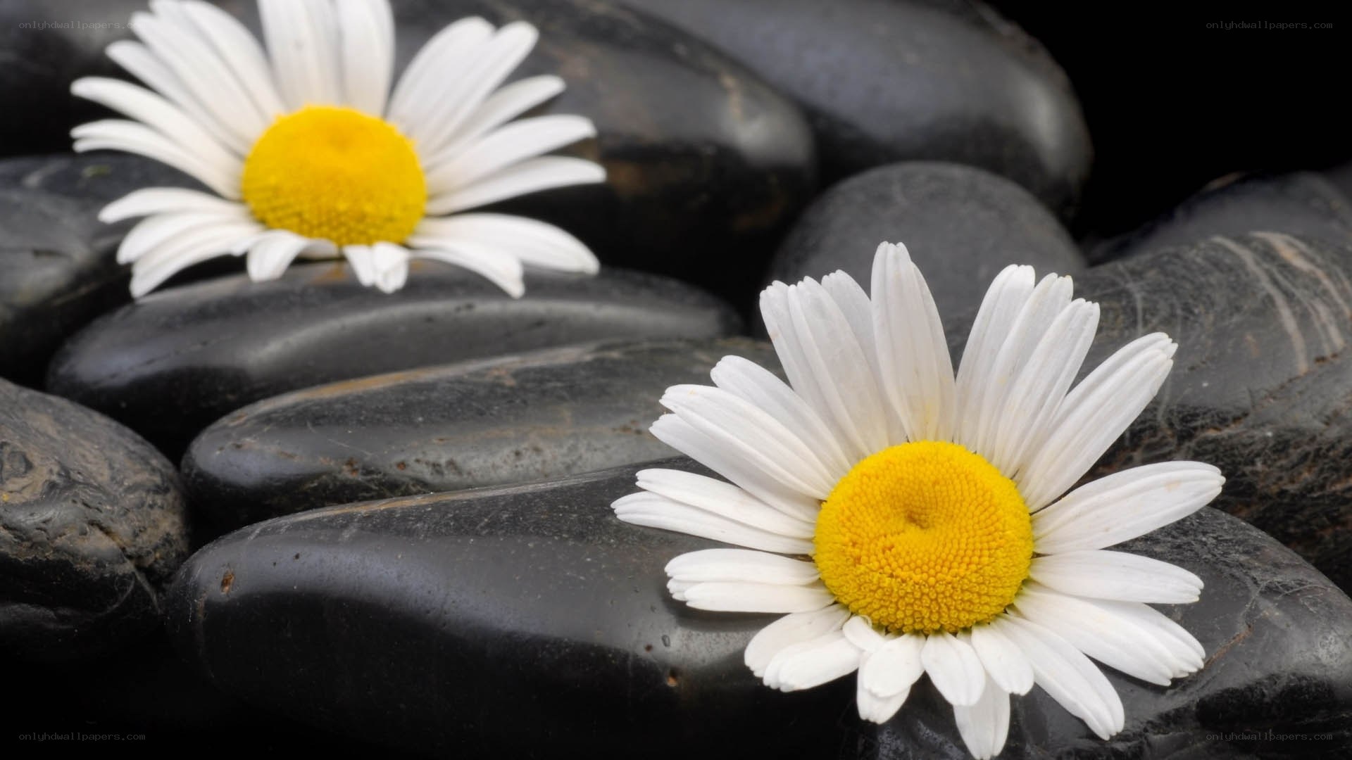 Daisies on black stones