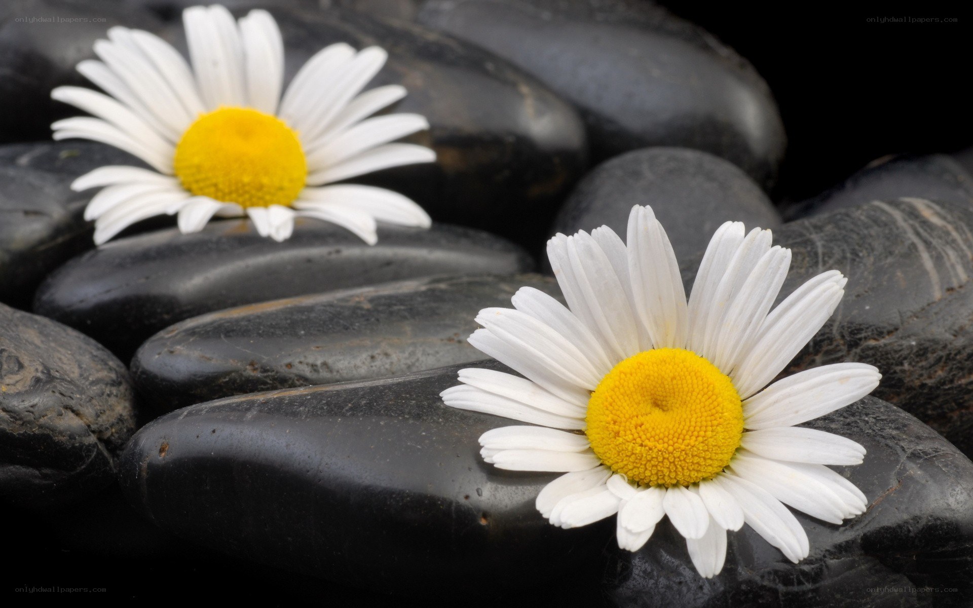 Daisies on black stones