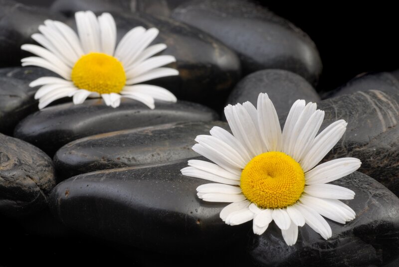 Daisies on black stones