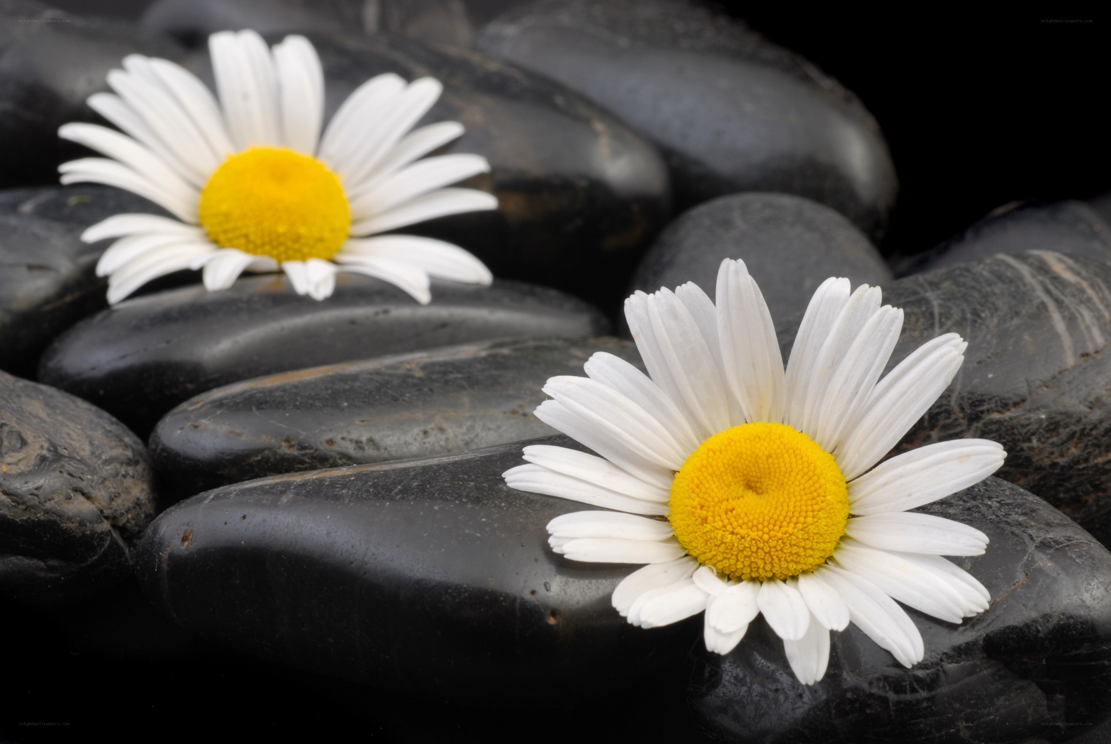 Daisies on black stones