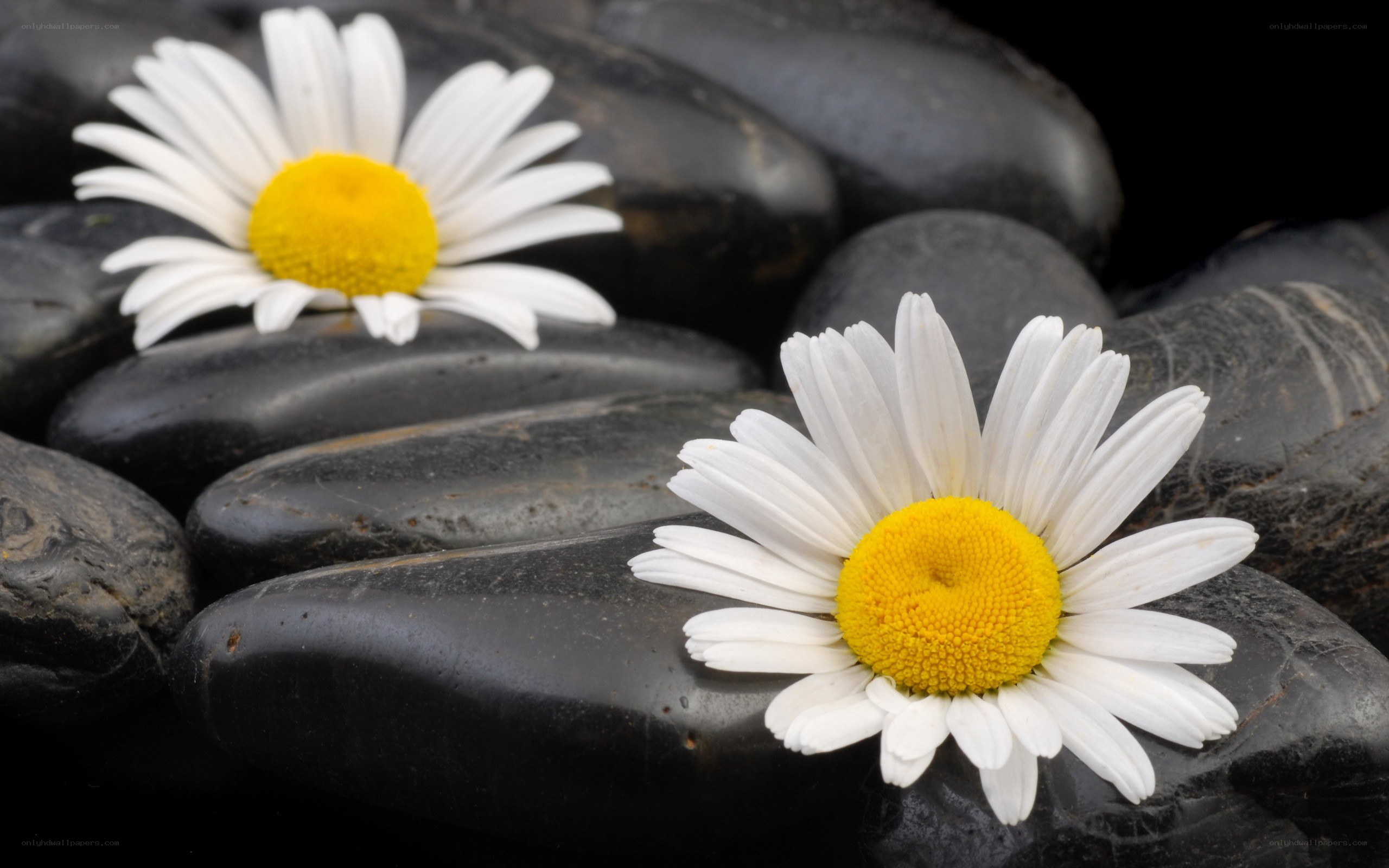 Daisies on black stones