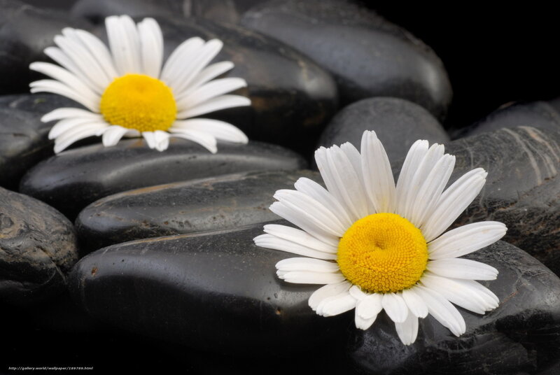 Daisies on black stones