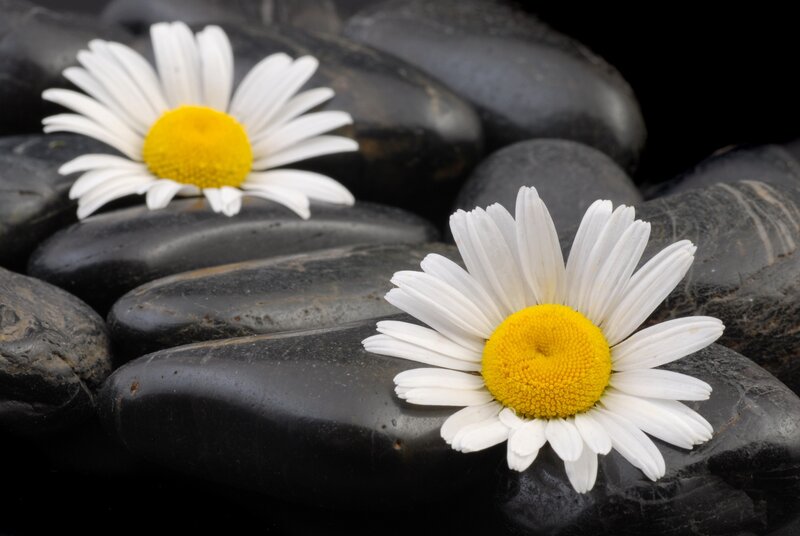 Daisies on Black Stones — White, Photograph