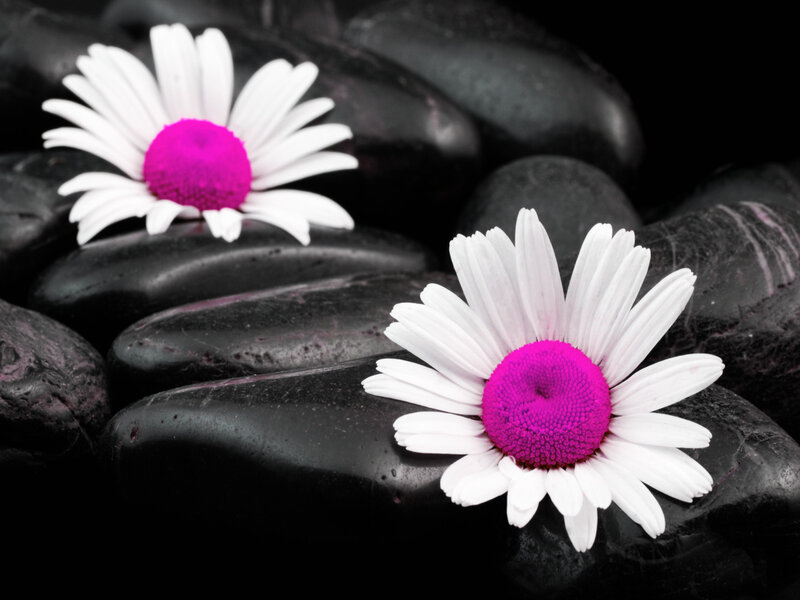Daisies on Black Stones — White, Serene