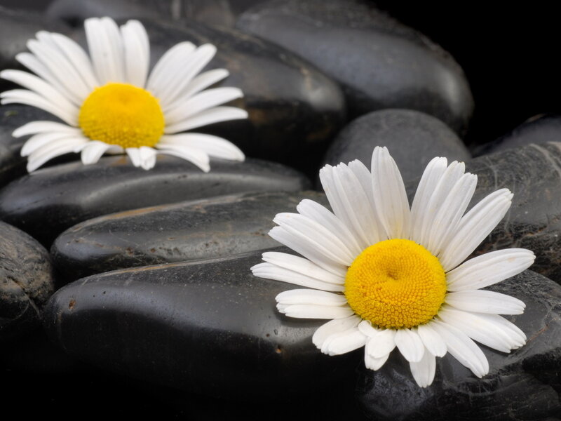 Daisies on Black Stones — White