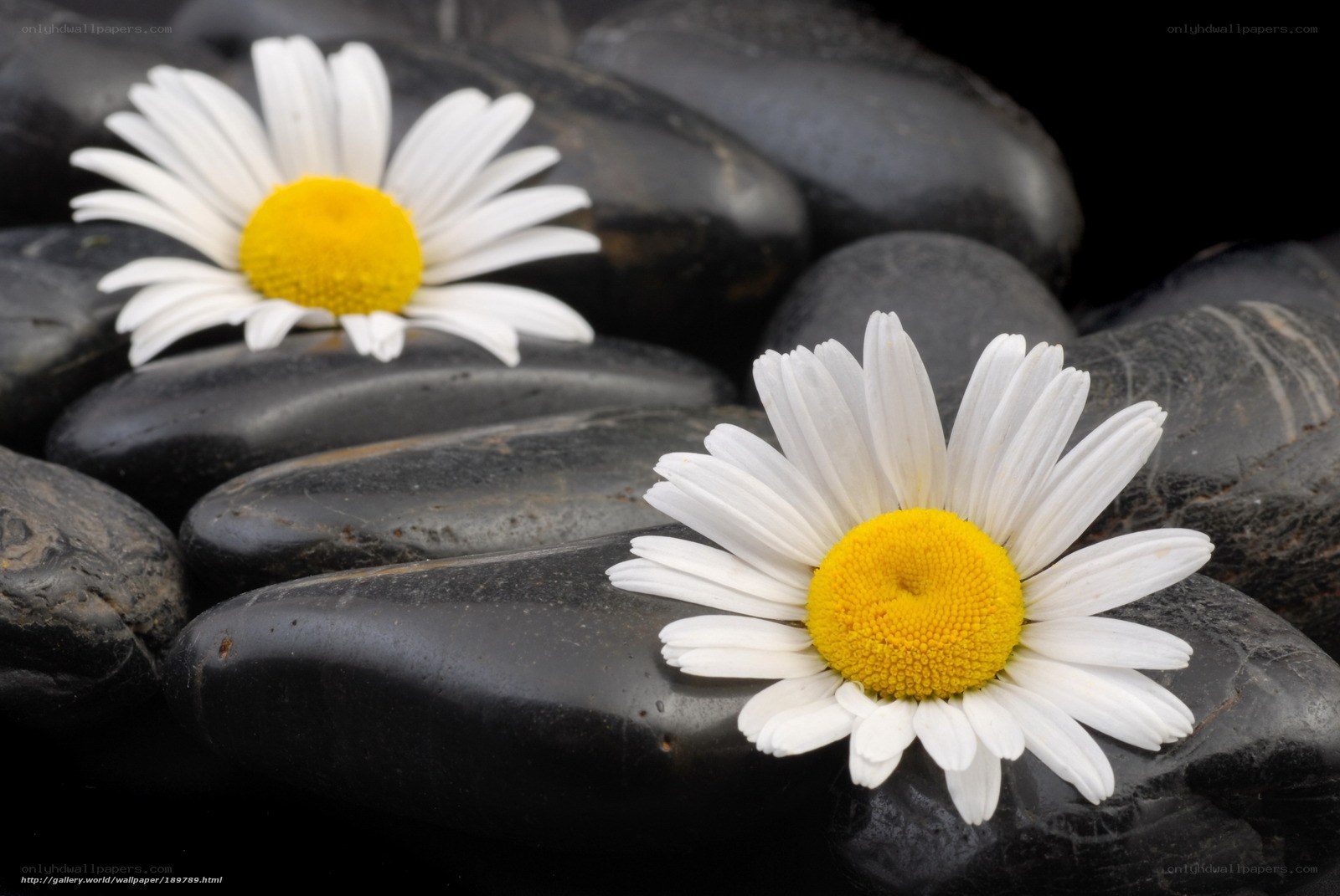 Daisies on black stones