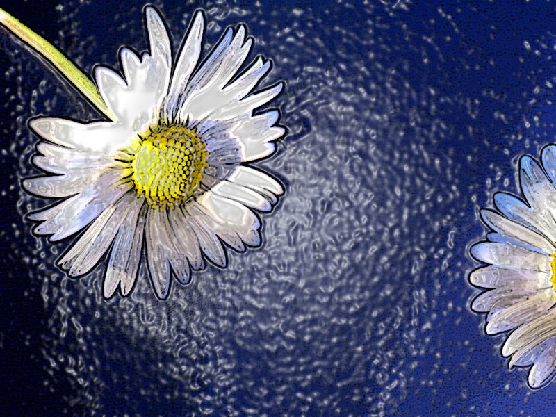 Daisies on Blue Background — Calm
