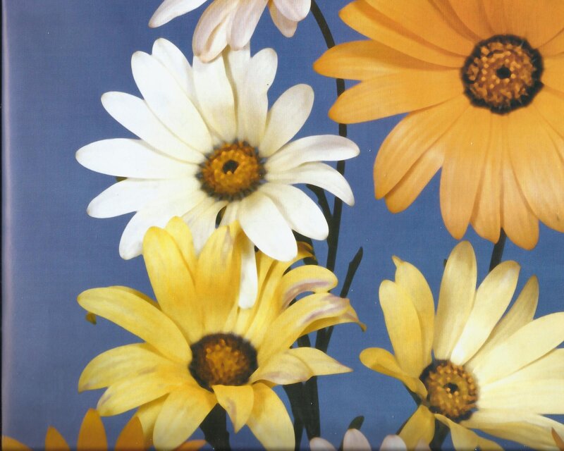 Daisies on Blue Background — Yellow