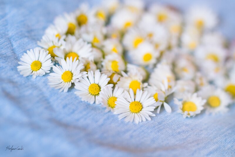 Daisies on Blue Fabric