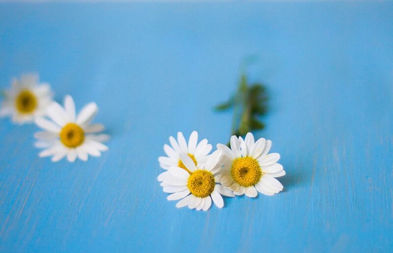 Daisies on Blue Surface — Calm