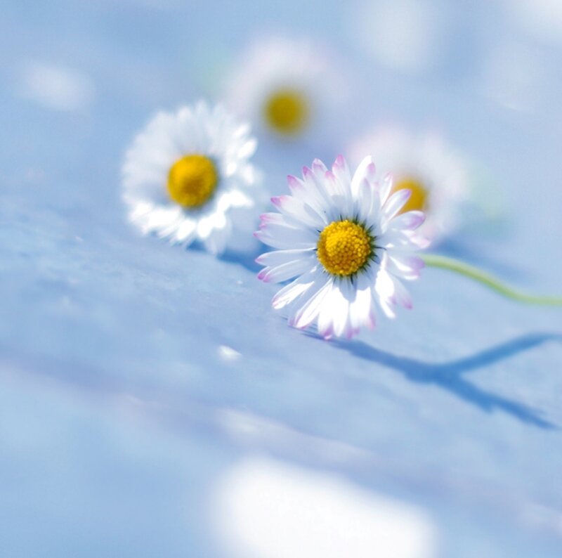 Daisies on Blue Surface — Serene