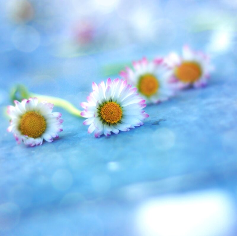 Daisies on Blue Surface