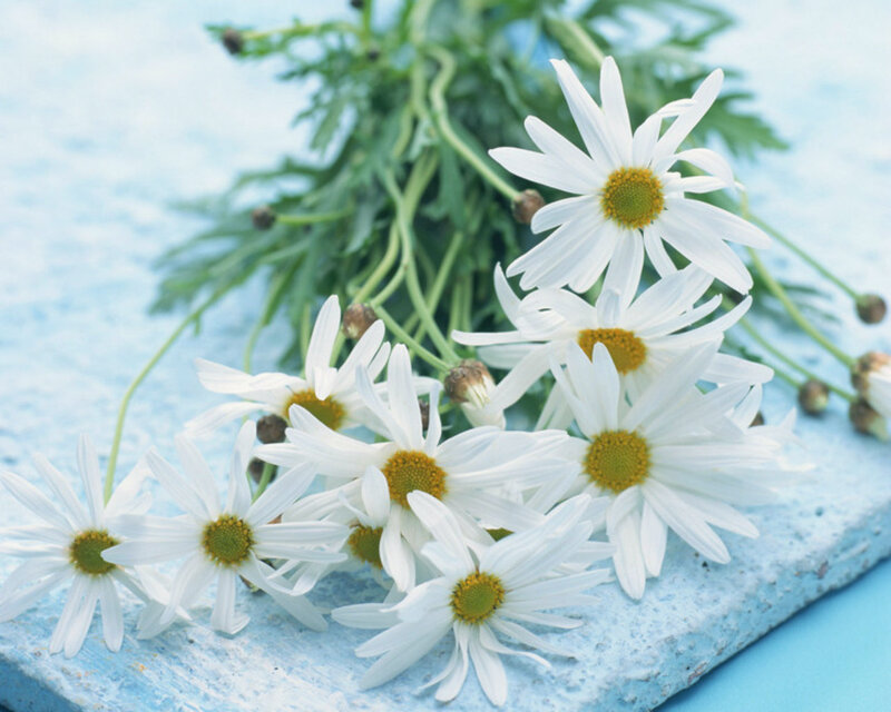 Daisies on Blue Surface — White, Calm
