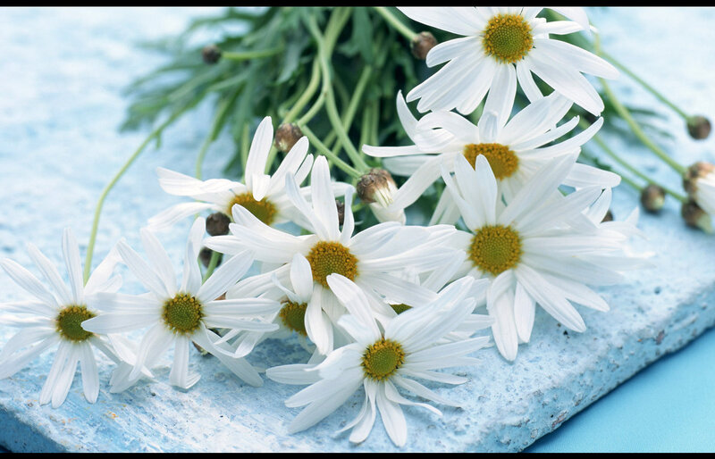 Daisies on Blue Surface — White