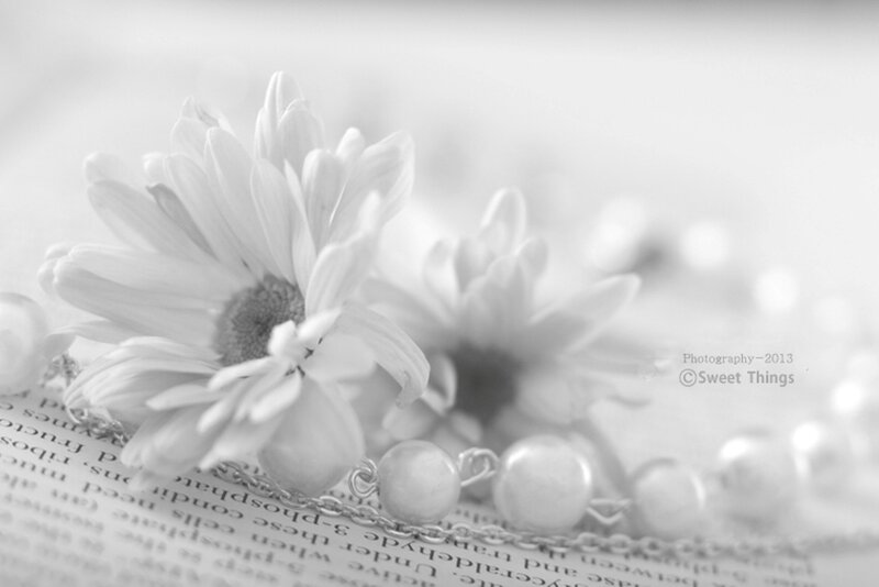 Daisies on Book Page