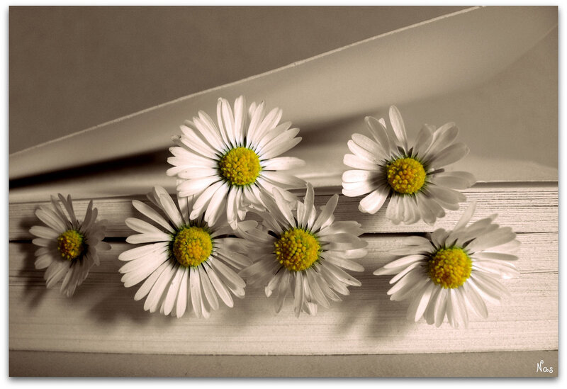 Daisies on Book Pages