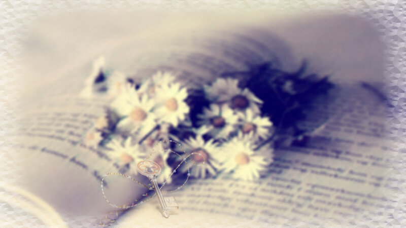 Daisies on Book Pages — White