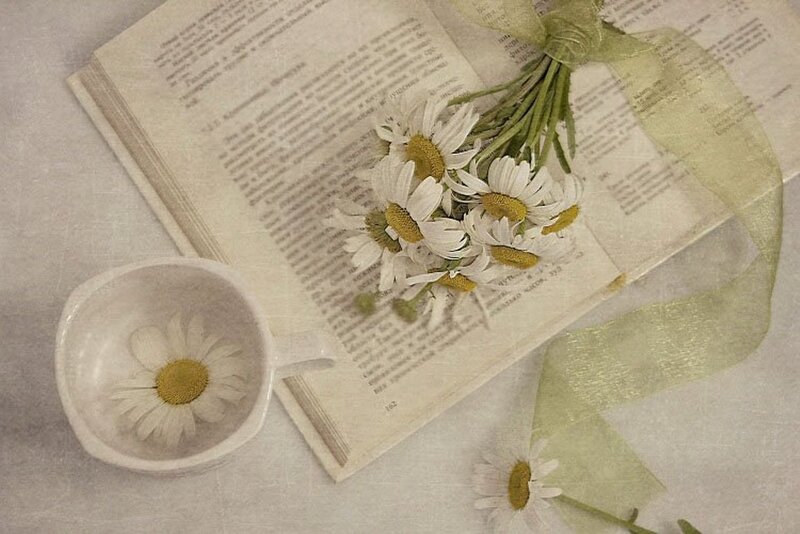 Daisies on Book — White