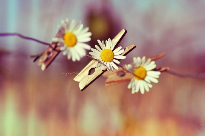 Daisies on Clothespins