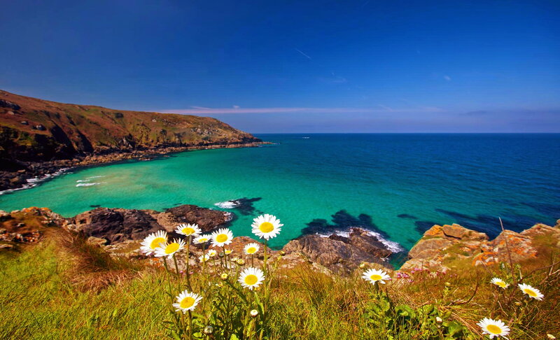 Daisies on Coastal Cliff