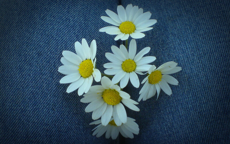 Daisies on Denim