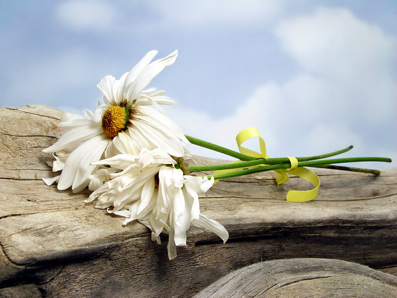 Daisies on Driftwood